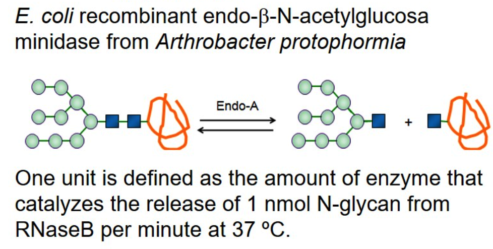 Endo-β-N-acetylglucosaminidase A; Endo-A